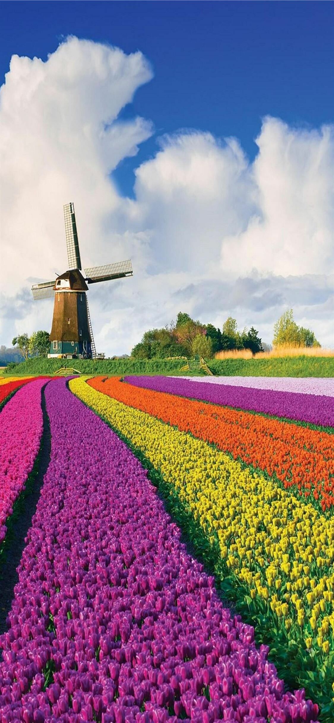 Study in Netherlands